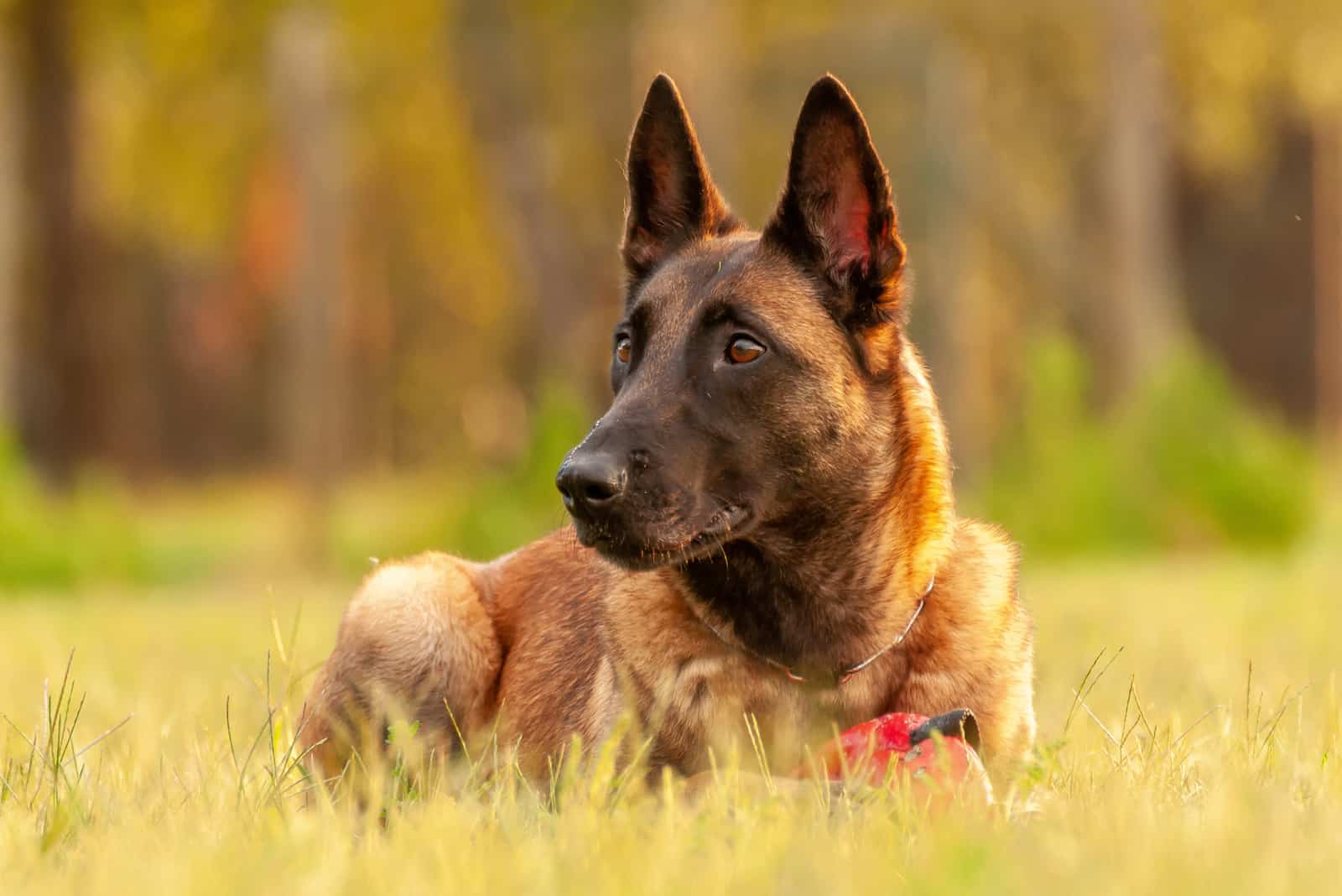 Belgian Malinois lies on the grass