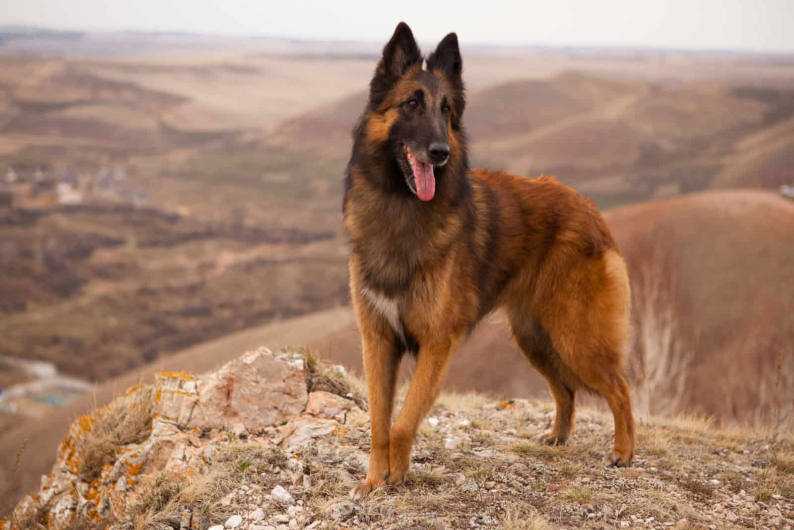 Belgian Shepherd standing in a meadow