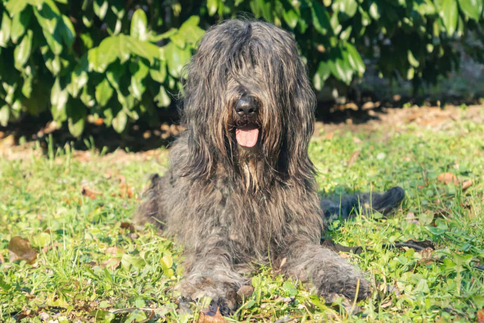 Bergamasco Sheepdog lies on the grass