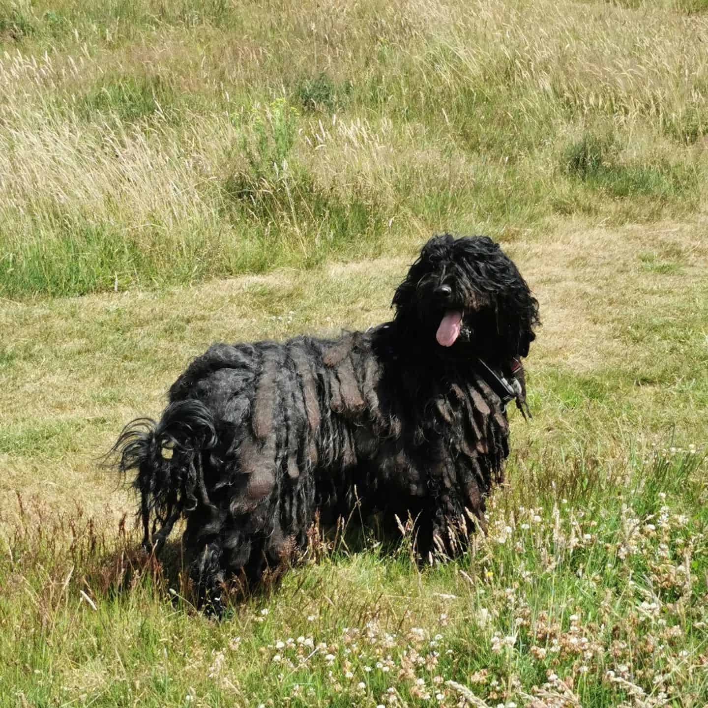 Bergamasco Shepherd dog in nature