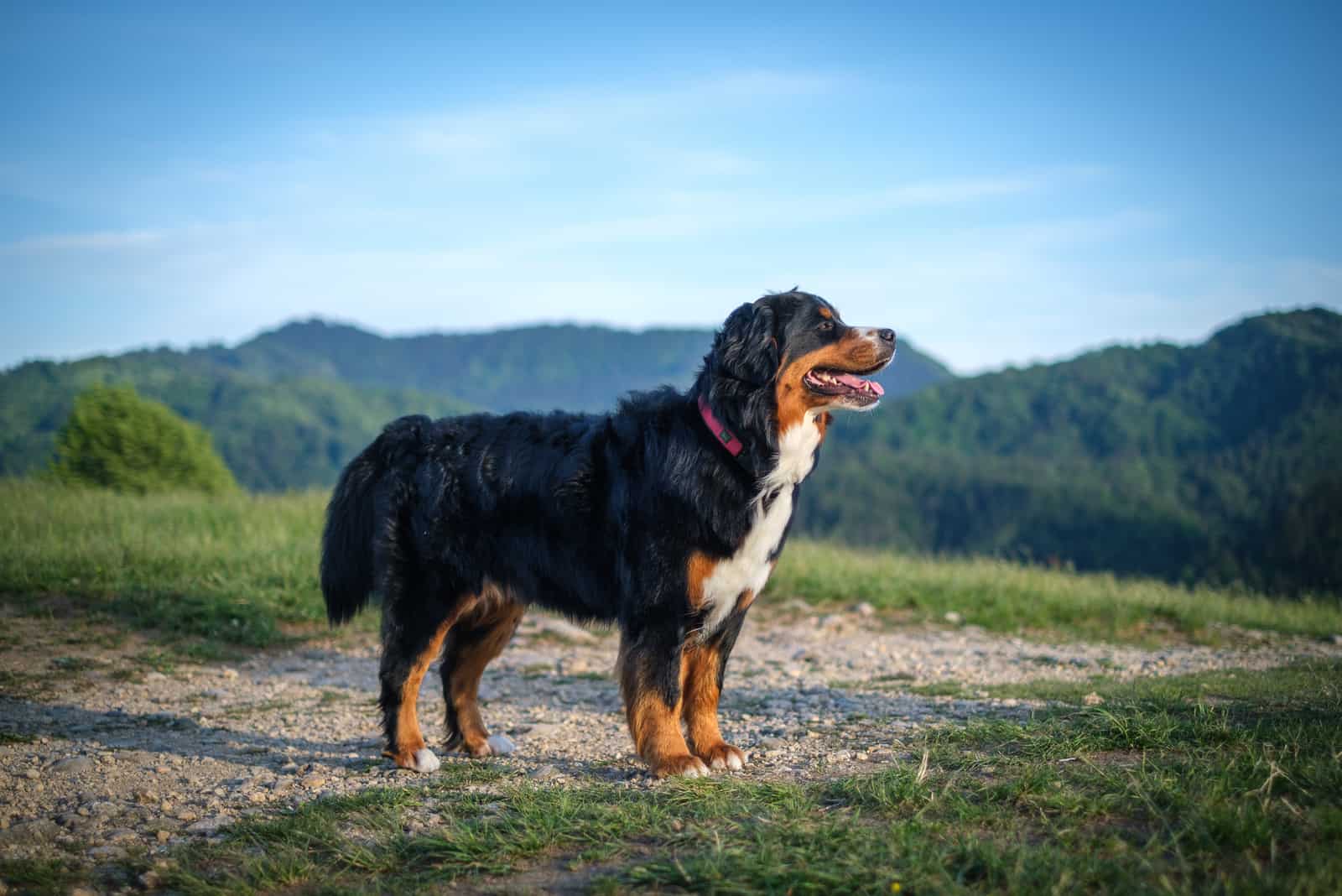 Bernese Mountain Dog in evening sun