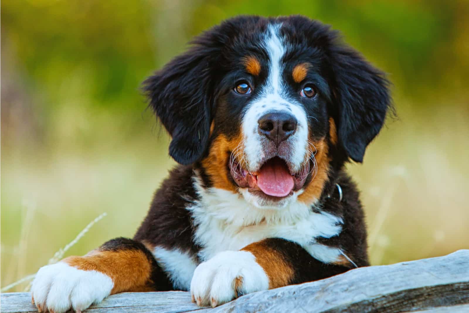 Bernese Mountain Dog puppy