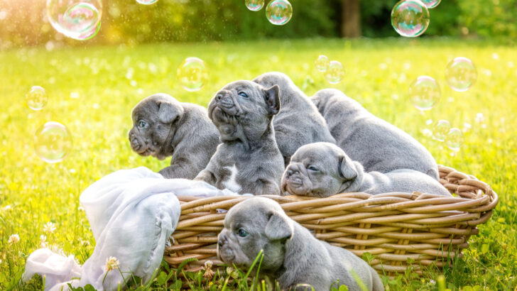 Best Dog Breeders In Texas: Top 15 Choices