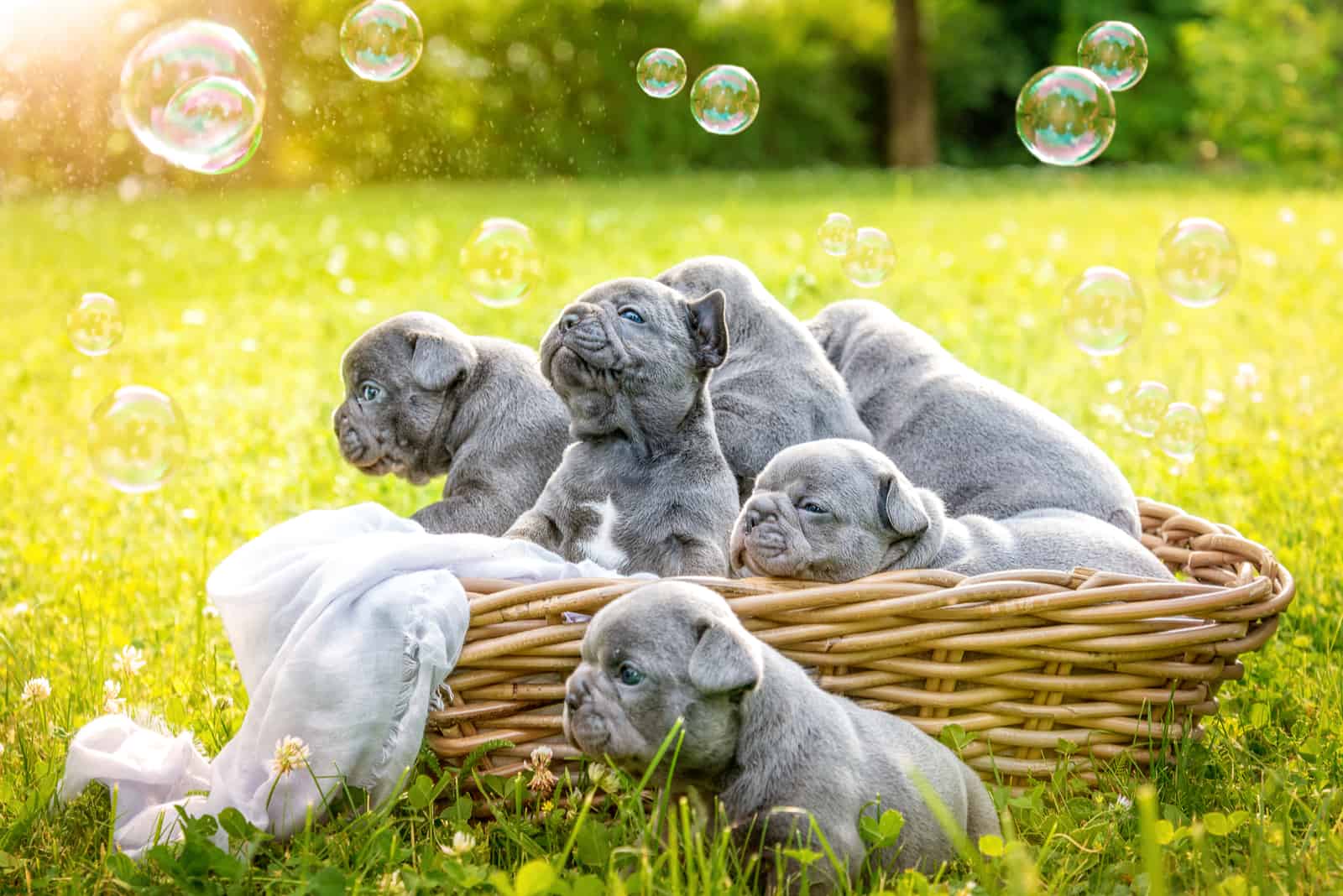 French Bulldog puppies in a basket