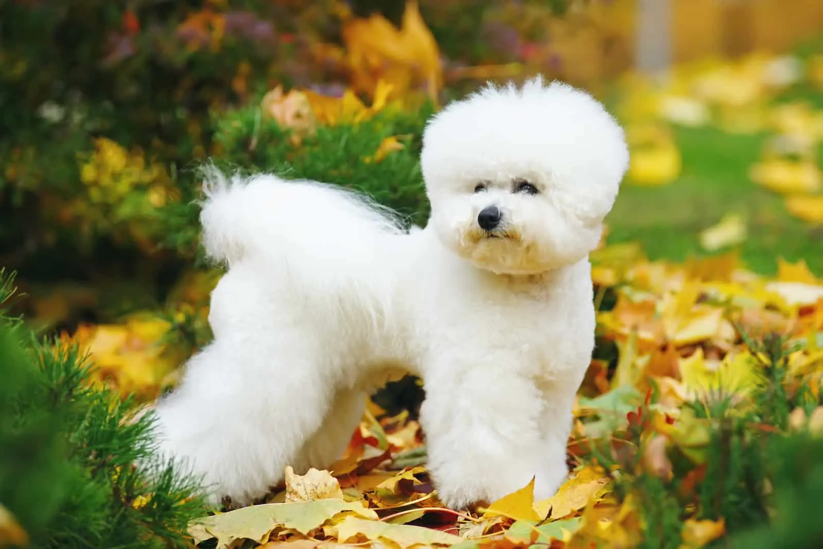 Bichon Frise standing outside on grass