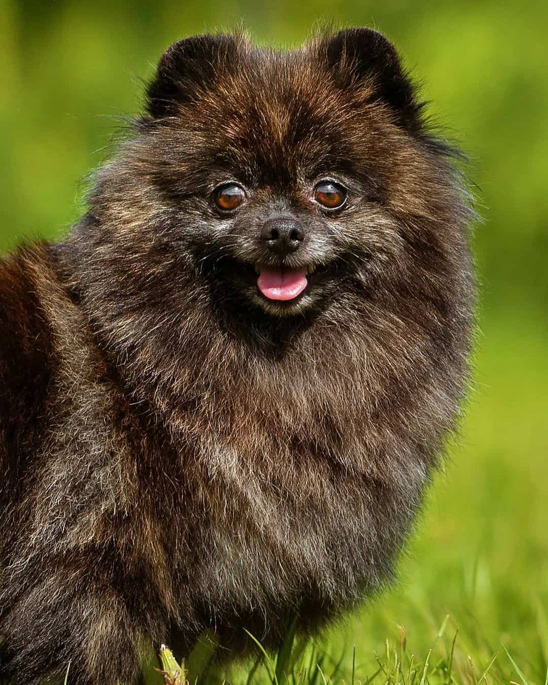 Black And Brindle pomeranian