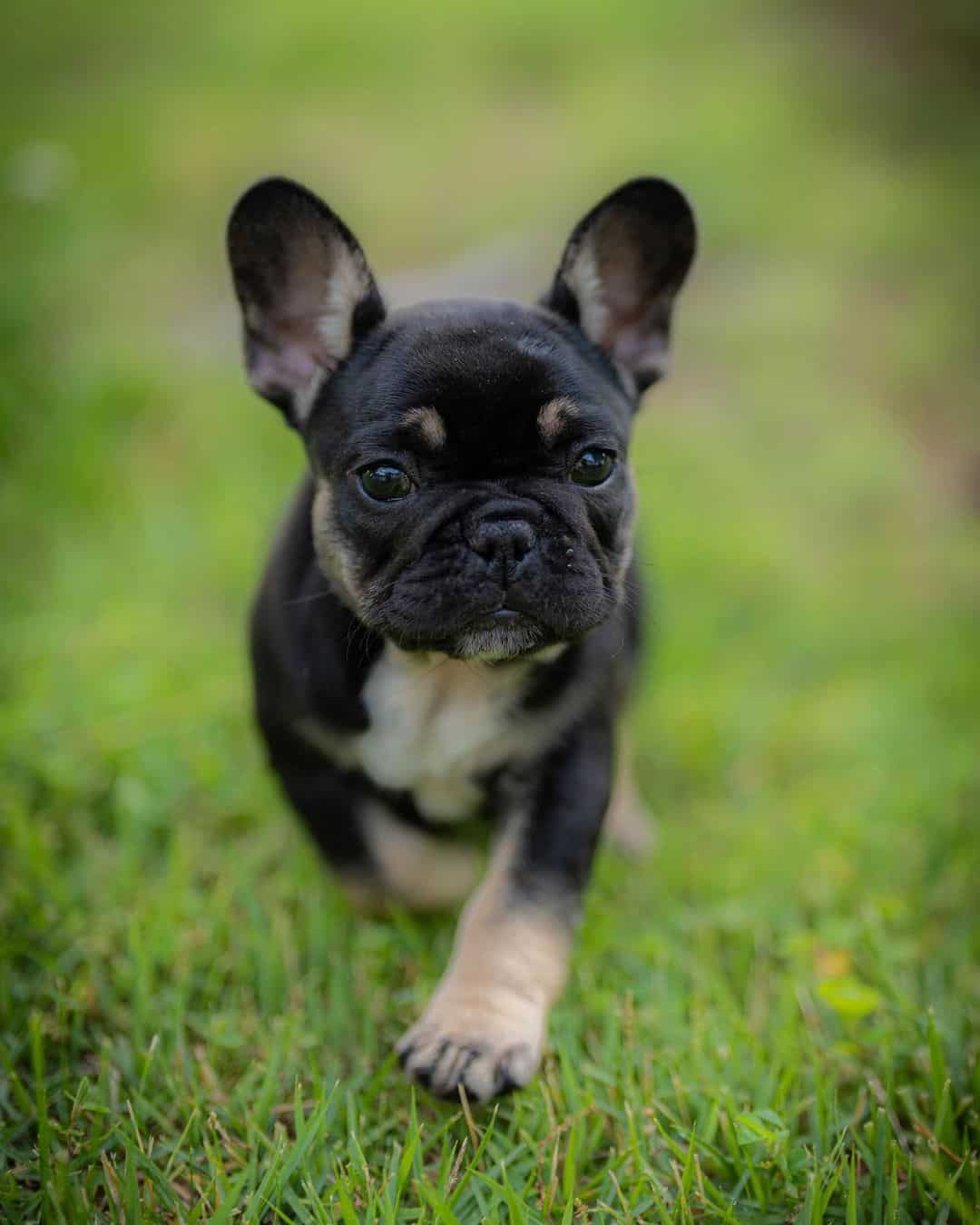 Black And Tan French Bulldog