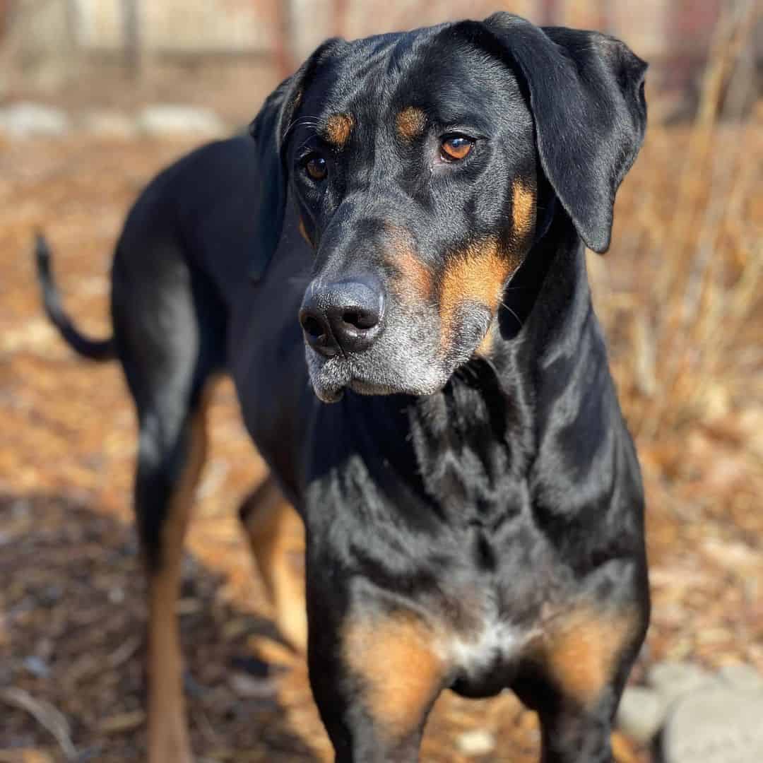 Black And Tan rhodesian ridgeback