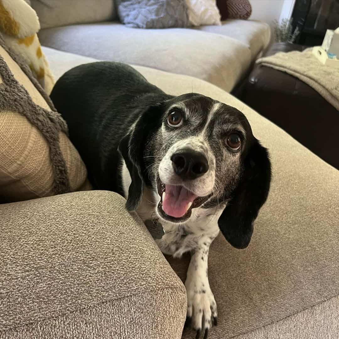 Black And White Beagle is lying on the couch and looking at the camera