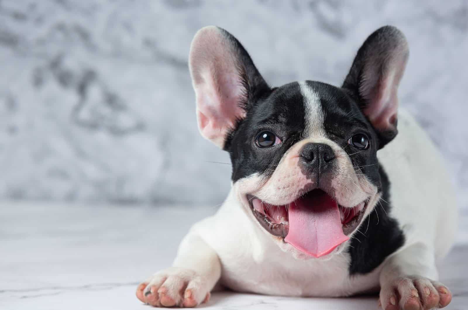 Black And White French Bulldog