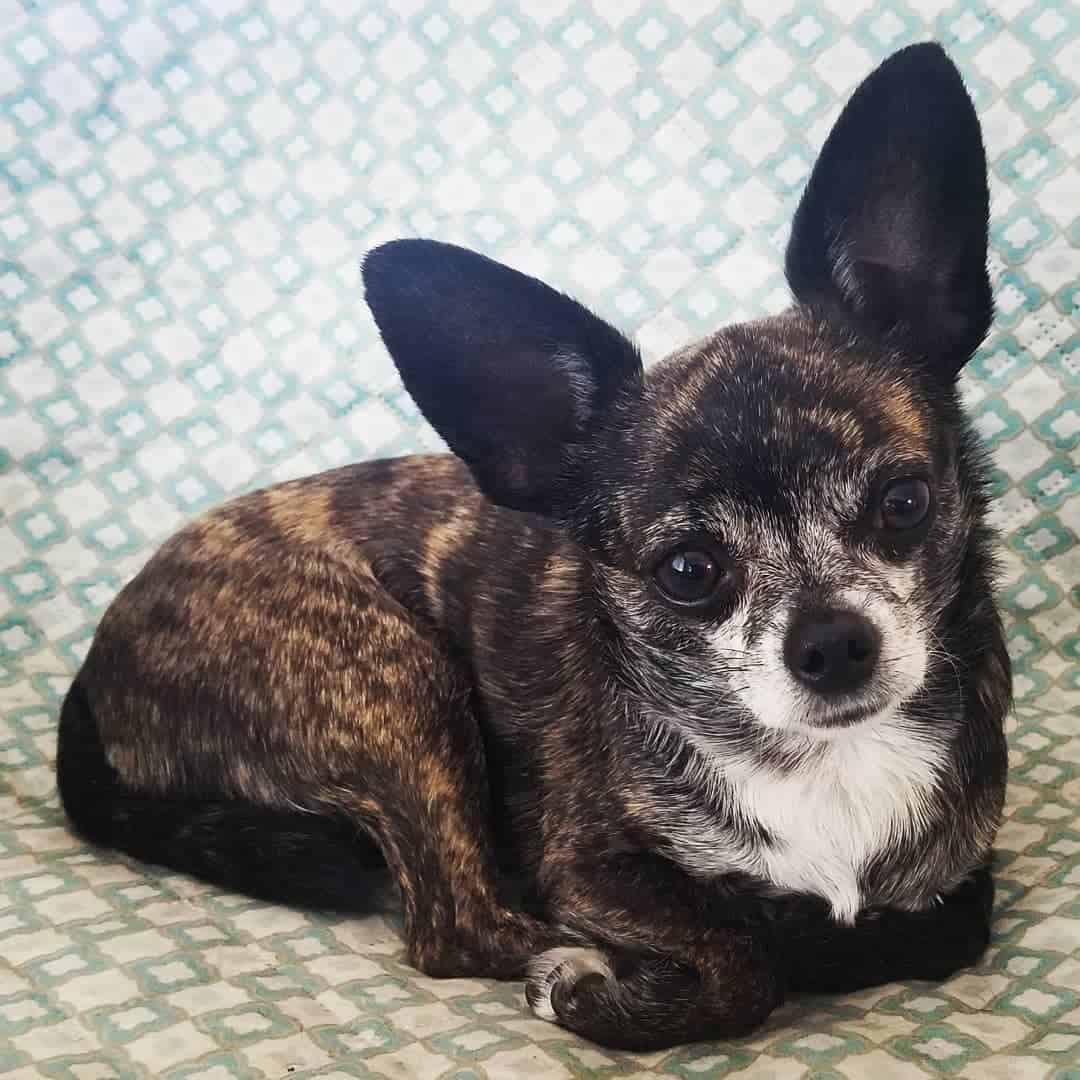 Black Brindling Chihuahua lying on the bed