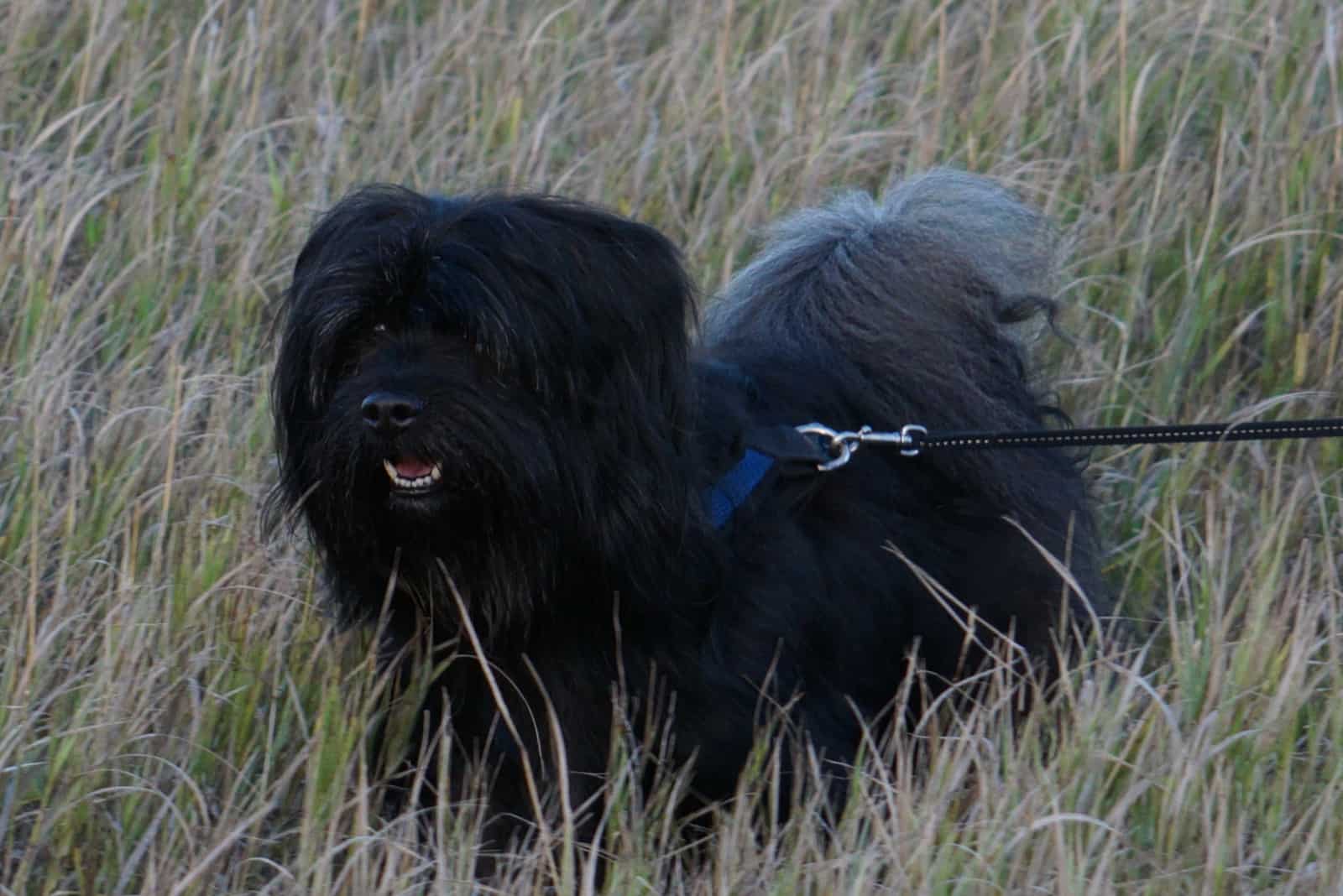 Black Havanese