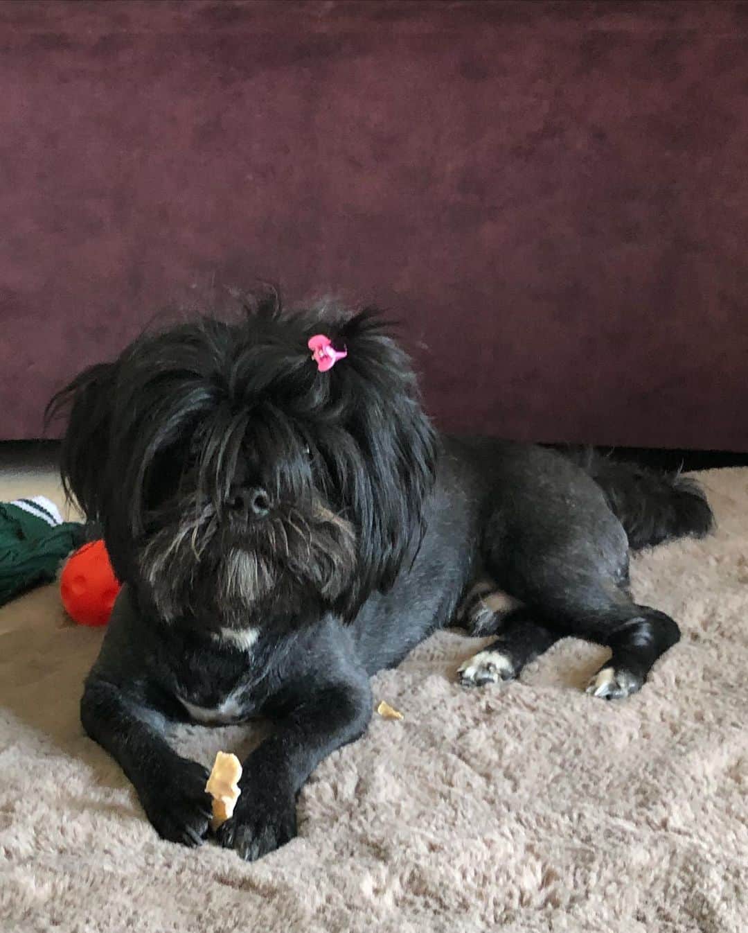 Black Lhasa Apso lying on the couch