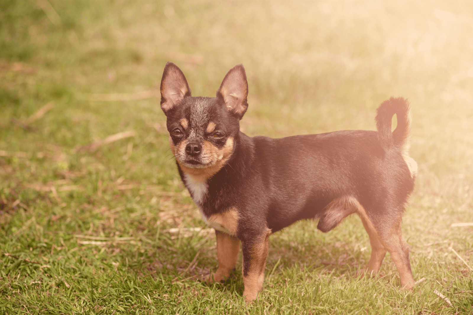 Black Red Chihuahua standing on green grass