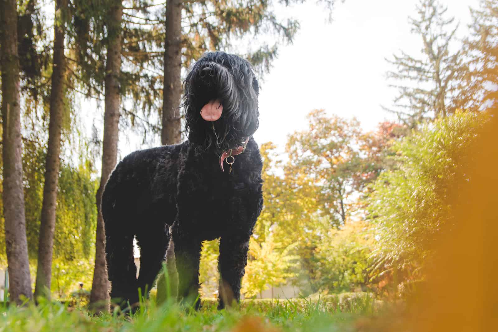 Black Russian Terrier standing in the forest