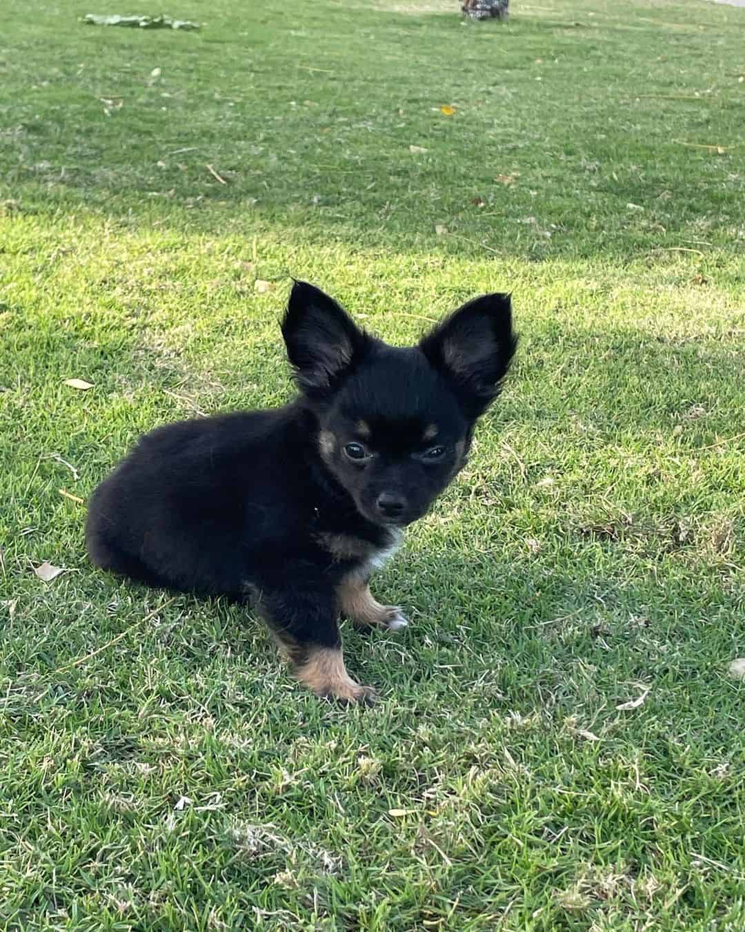 Black Sabling chihuahua sitting on the grass