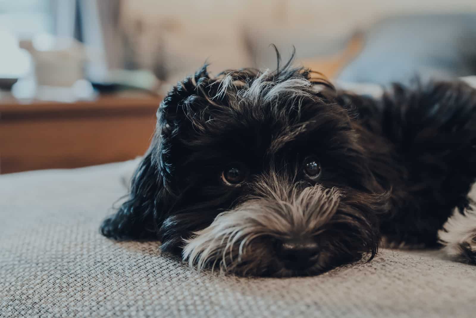 Black & Silver Havanese