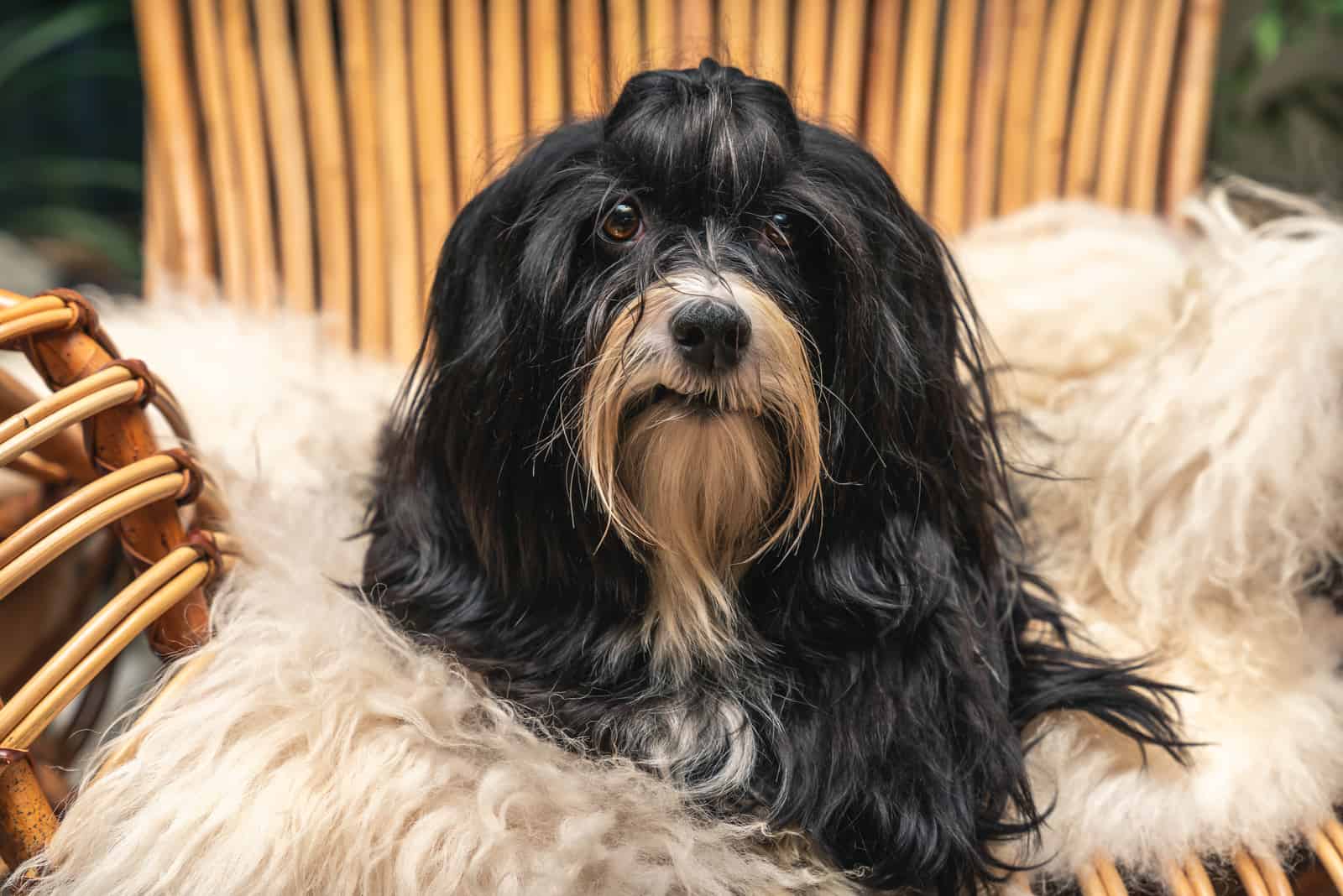 Black & Tan Havanese