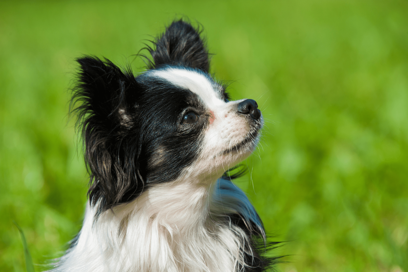 Black White Chihuahua is standing on green grass and looking up