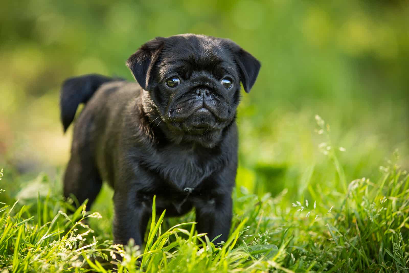 Black pug puppy walking on the grass in summer