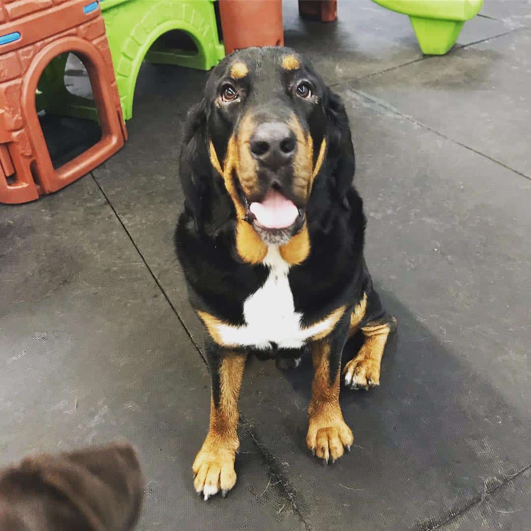 Bloodhound Bernese Mountain Dog Mix