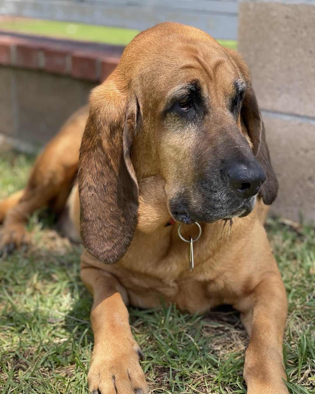 Bloodhound is lying in the grass