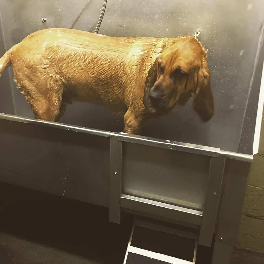 Bloodhound is taking a bath