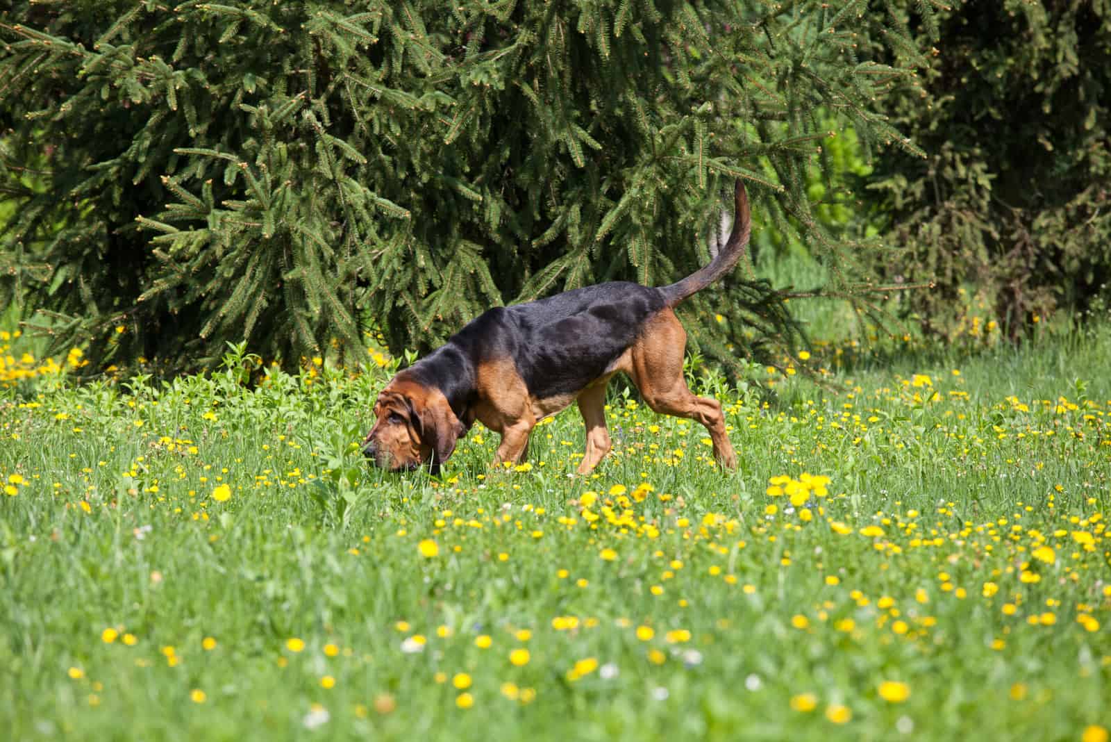 Bloodhound sniffs the grass