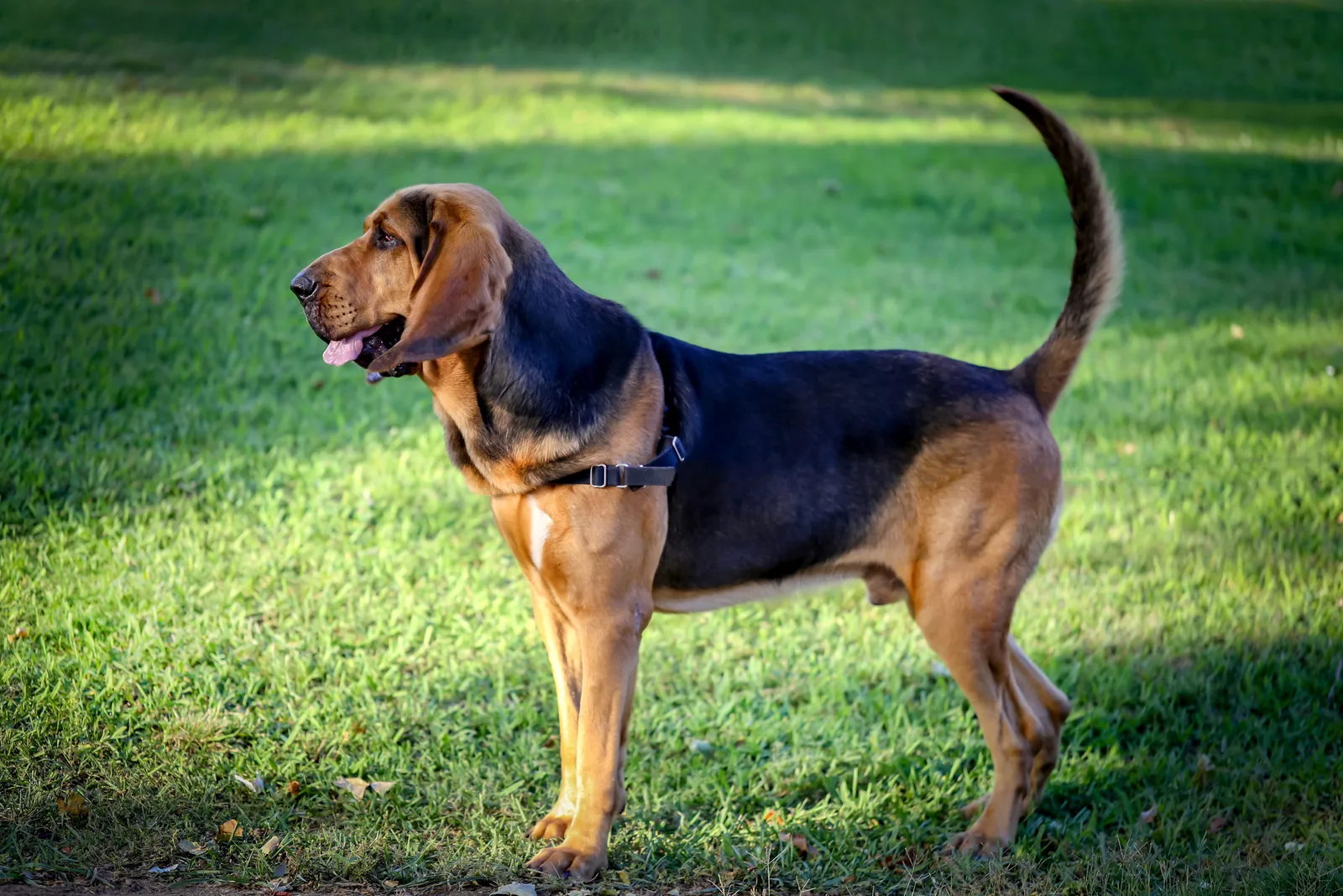 Bloodhound stands in the garden