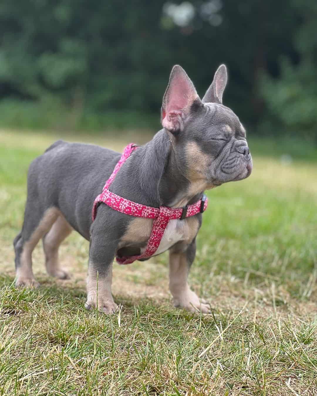 Blue And Tan French Bulldog