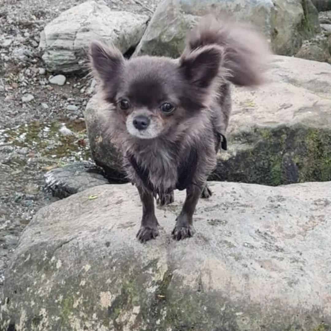 Blue Chihuahua is standing on a rock