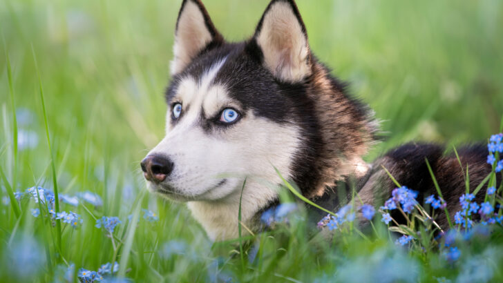 Blue Eyed Dogs: 36 Enchanting Dog Breeds With Cerulean Eyes