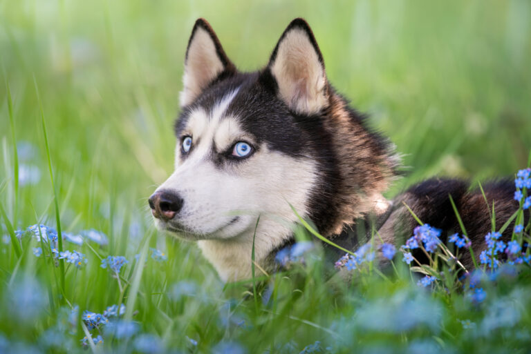 Siberian Husky lies in the grass