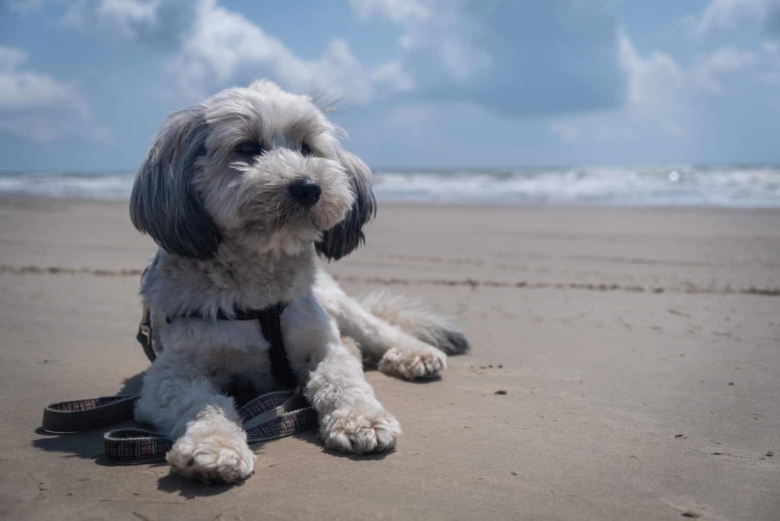 Blue Havanese lies on the beach