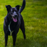 Blue Heeler Mix