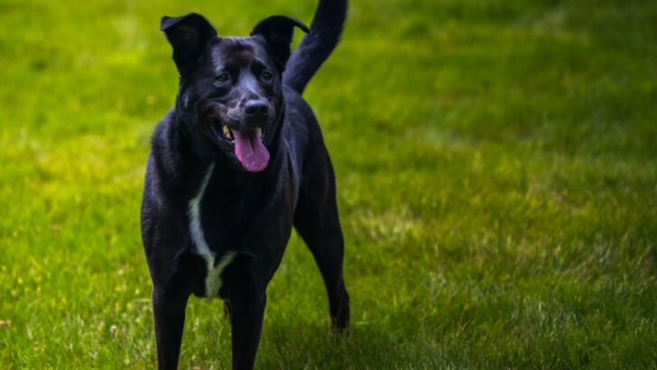 Blue Heeler Mixes: 30 Adorable Pups You Need To See