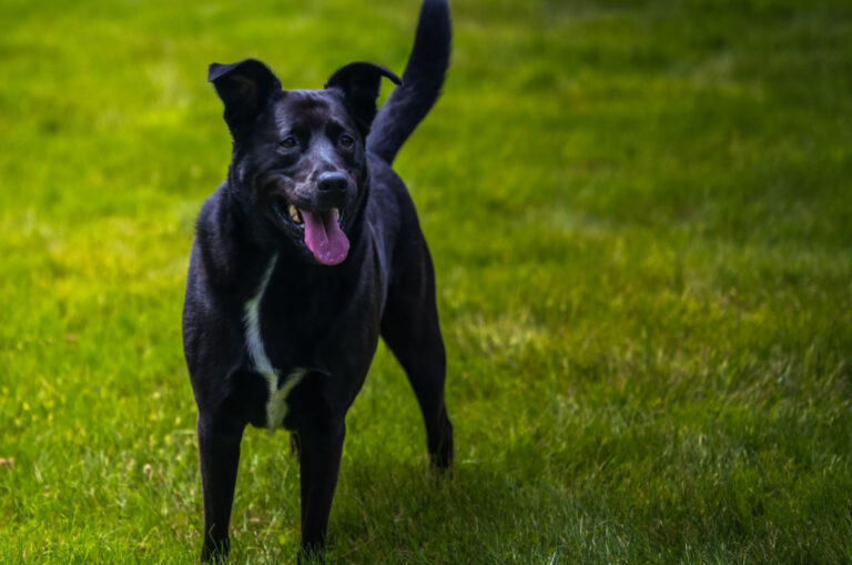 Blue Heeler Mix