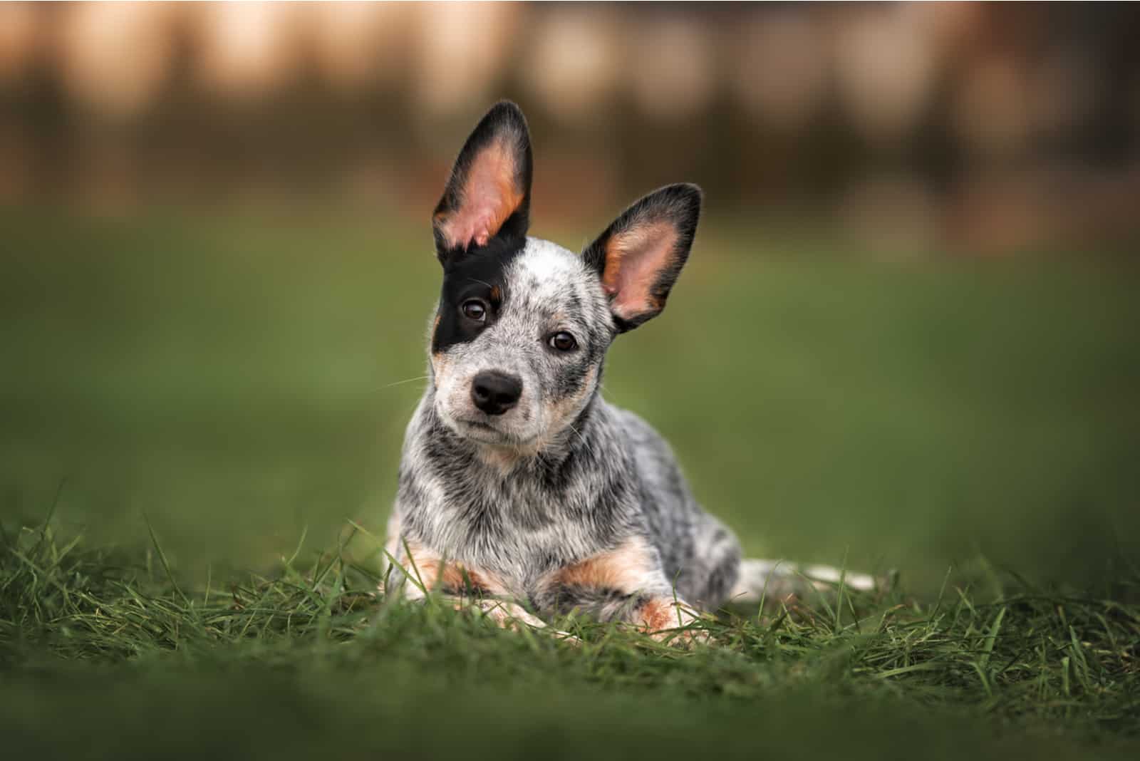 Blue Heeler is lying in the grass