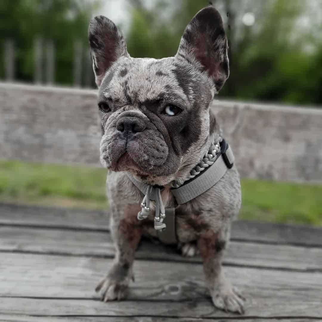 Blue Merle French Bulldog