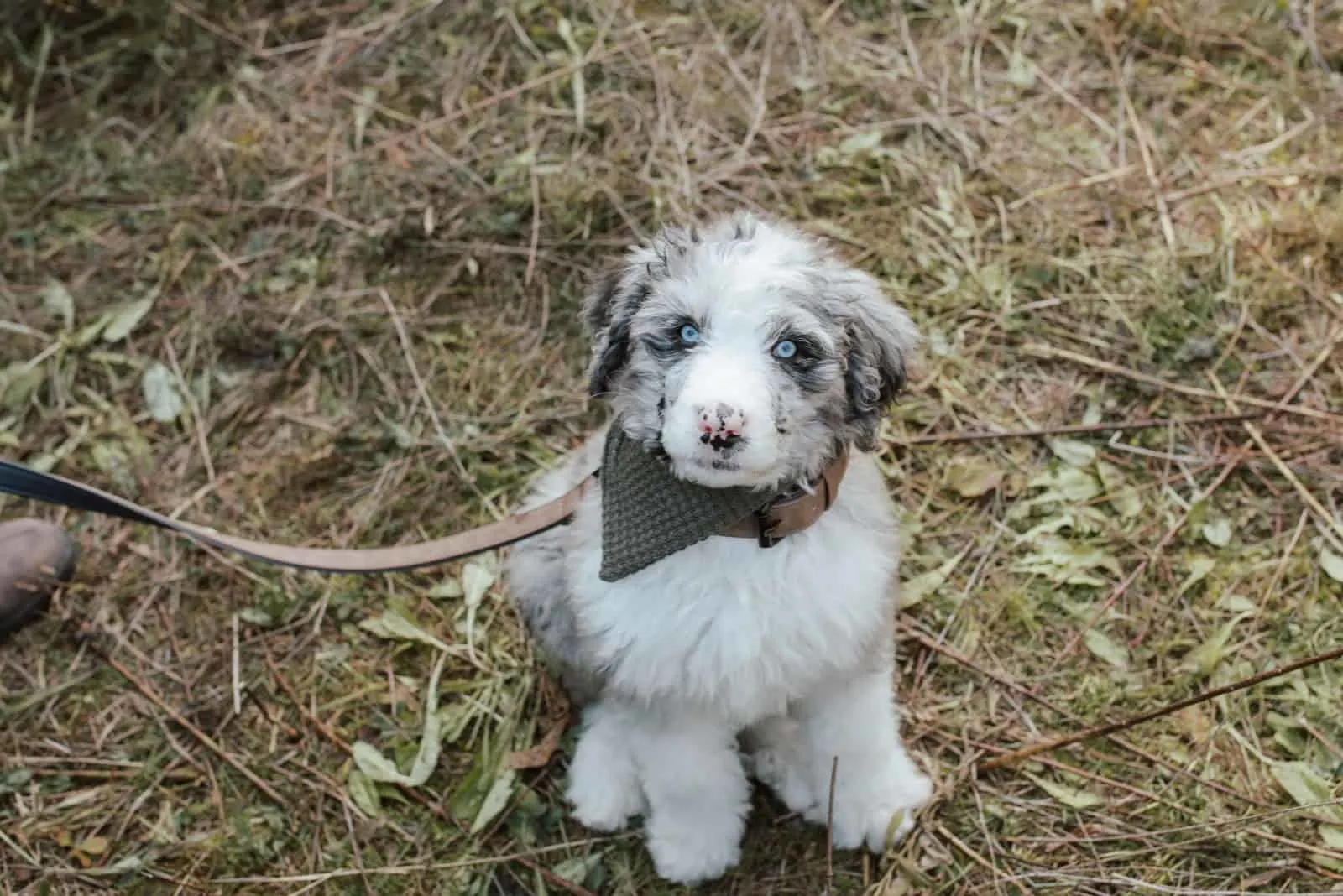 Blue Merle Standard Bernedoodle Puppy