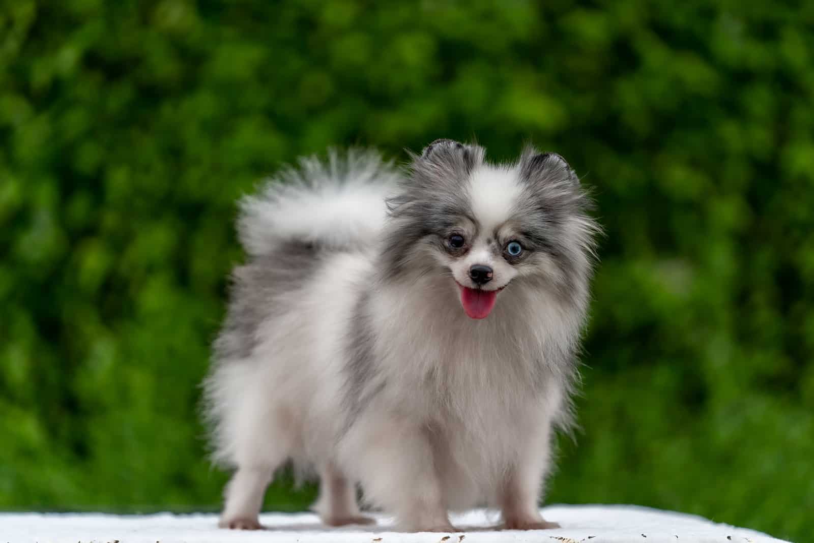 Blue Merle pomeranian