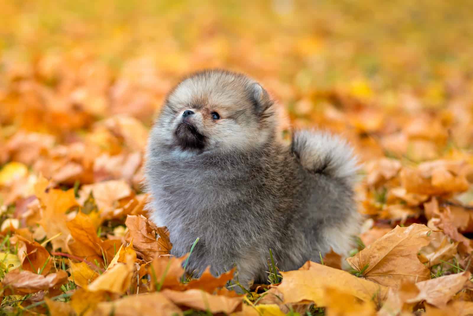 Blue Sable pomeranian