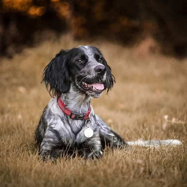 Blue Spaniel