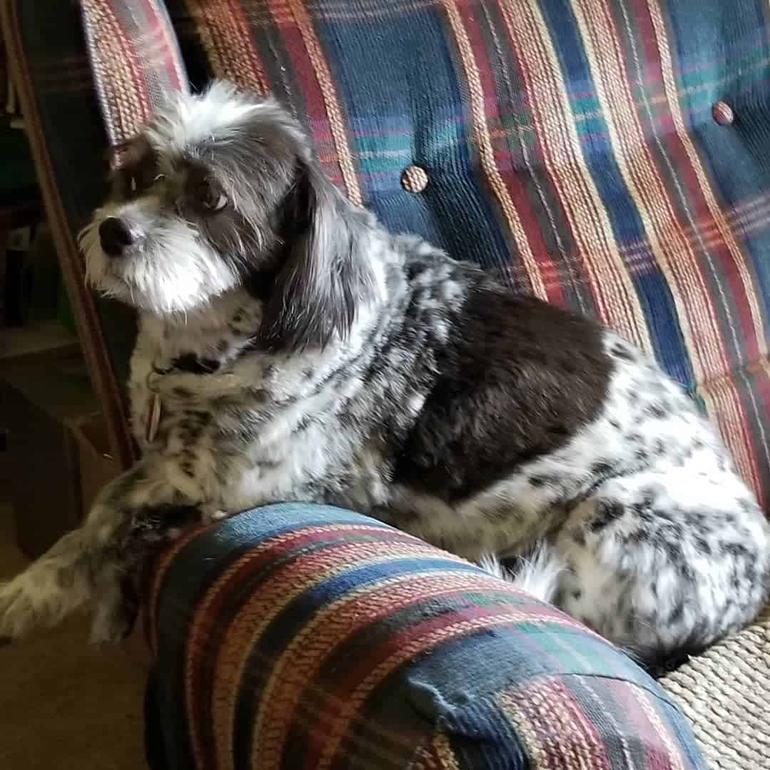 Blue Tzu Heeler on sofa