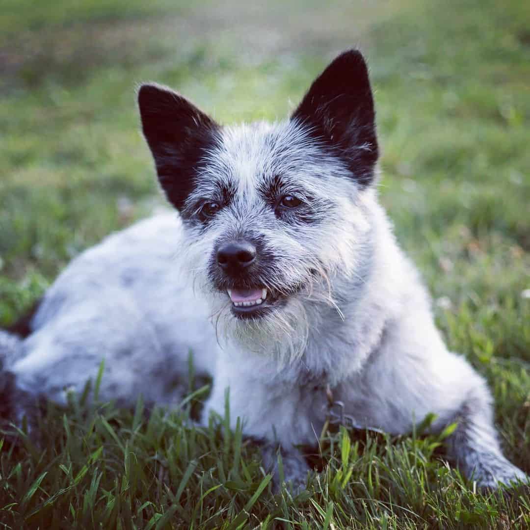 Blue Tzu Heeler