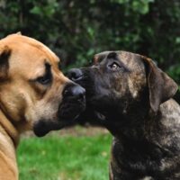 two boerboel dogs with different colors