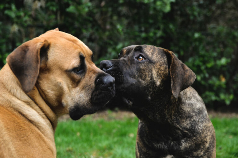 two boerboel dogs with different colors