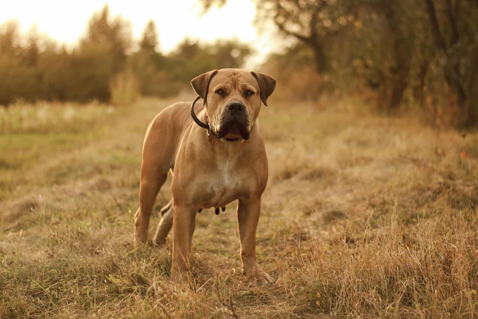 Boerboel is walking in the field