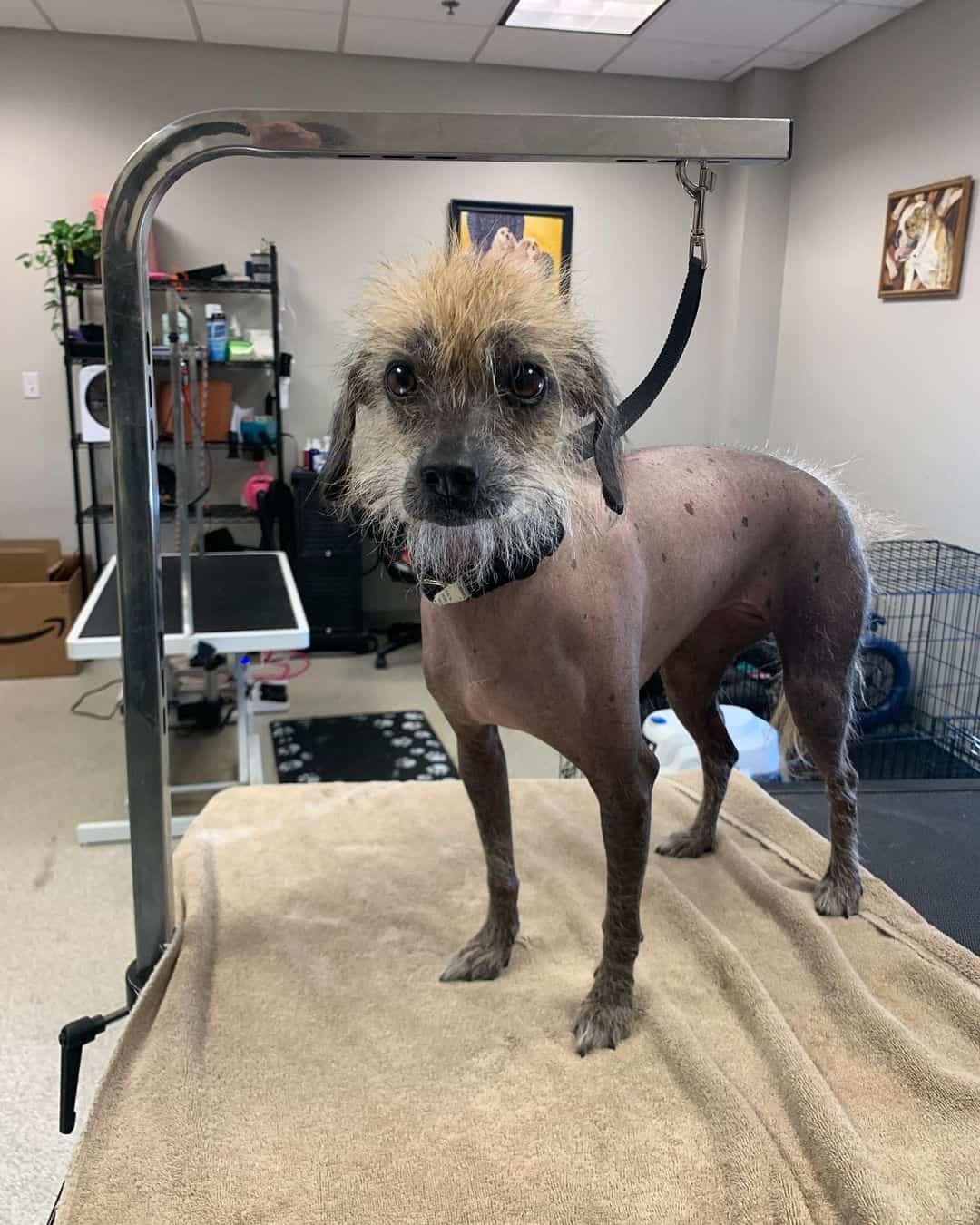 Bolivian Hairless Dog