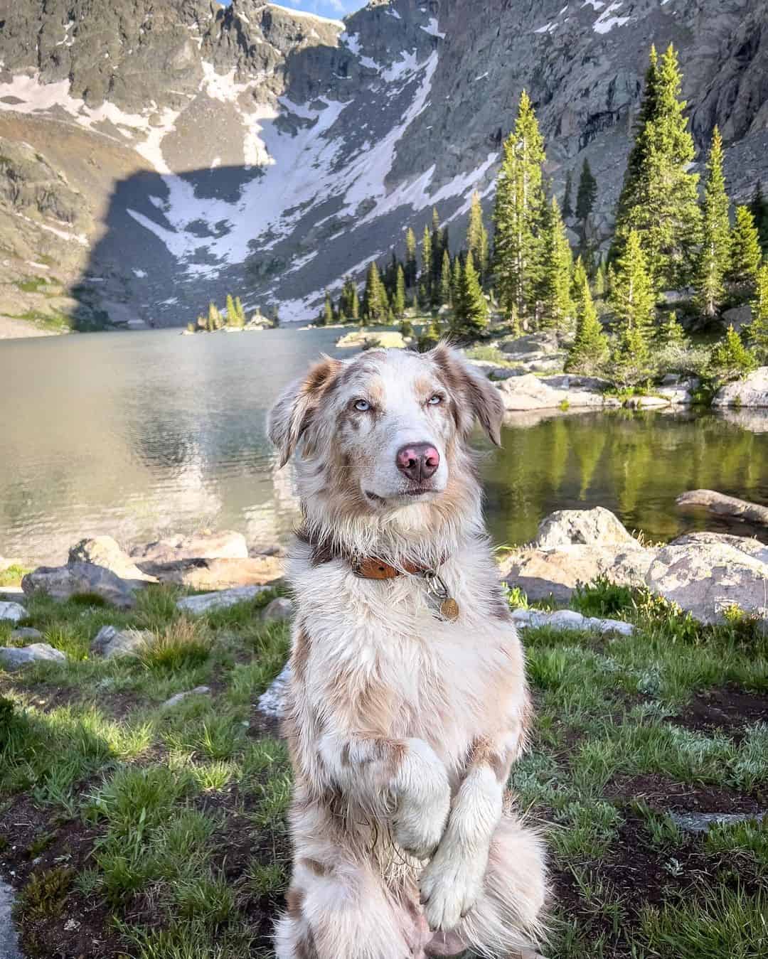 Border Aussie sitting by the lake